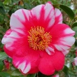 Val Parker Variegated